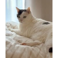 室内にいる猫