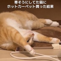 ホットカーペットの上で寝転がる猫（目を開き気味アップ）