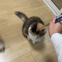 床に落ちた食べ物を見る猫