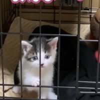 ケージ内で鳴く子猫