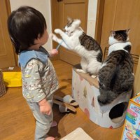 猫じゃらしで遊ぶ子どもと猫たち