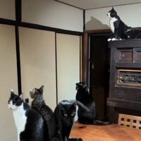 蛾を見る猫たち