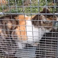 罠にかかった猫