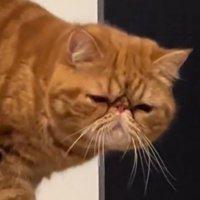 ドヤ顔の猫