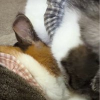 猫に毛づくろいをしている猫