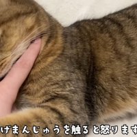 ミヌエットが飼い主の指に噛みついた瞬間