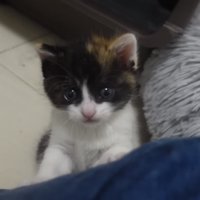 カメラ目線の子猫の写真