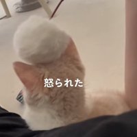 猫じゃらしが頭に乗っている猫の後頭部