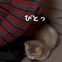 体を密着させる子猫