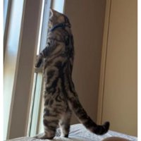 二足立ちの猫