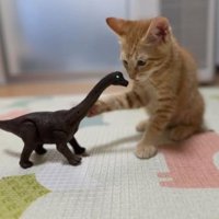 室内にいる猫