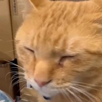 お座りをして目を閉じる猫