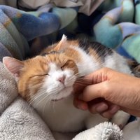 顎下をなでなで