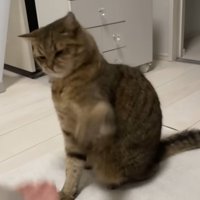 パンチを繰り出す猫