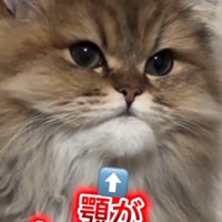 顎がしゃくれる猫