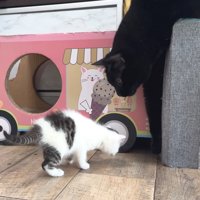 子猫を見下ろす黒猫