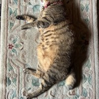 玄関マットのど真ん中で右向きで寝ている猫