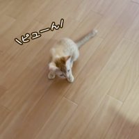 フローリングの上で鳴く2匹の子猫