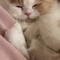 仰向けに寝る猫2