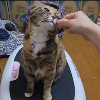 ブルブルマシンの上に乗っている猫