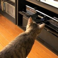 DVDレコーダーの匂いを嗅ぐ猫