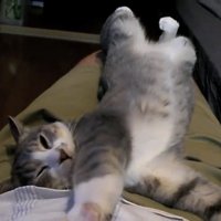 くつろぐ猫の写真1