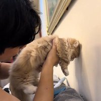 壁際で抱っこされた猫