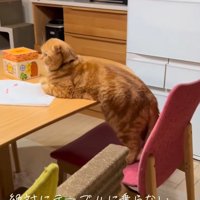 テーブルに上半身を乗せる猫