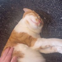 背中を撫でられる猫