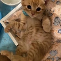 足を向かって左に向ける茶トラ