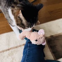 飼い主さんの足の上にぬいぐるみを置くキジ白猫