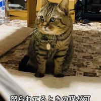 飼い主に叱られるキジトラ猫