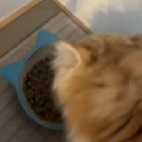 ごはんを食べる子猫