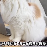 PCの後ろを確認するレモンくん