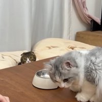 納豆を食べている猫