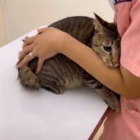 怖がる猫