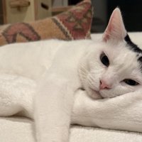 横になって飼い主を見つめるぶち猫