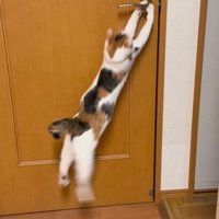 再度ジャンプする猫