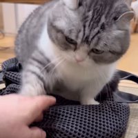 近づいてきた飼い主の手を前足で止める猫