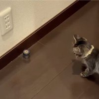 見つめる猫