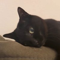 カウチの上でくつろぐ猫