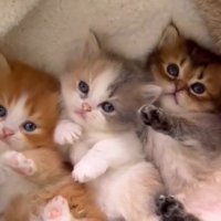 おもちゃの動きを目で追う子猫たち