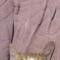 猫の頭