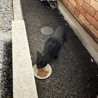 外でごはんをたべている猫