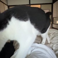 布団で寝る飼い主の体の上を歩く白黒猫