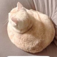 クッションの上に座って丸いシルエットになっているマンチカン