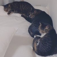 壁づたいに前にいる猫のお尻に頭を乗せて繋がっている3匹の猫