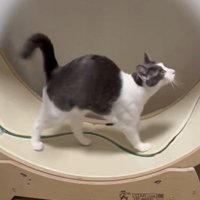 キャットホイールの上を歩く猫