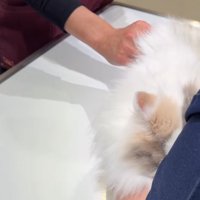 獣医師に右手で触られている顔を隠している猫（看護師の顔なし）