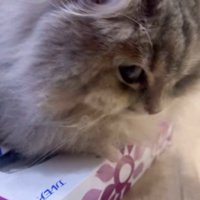 不満そうな視線を送る猫